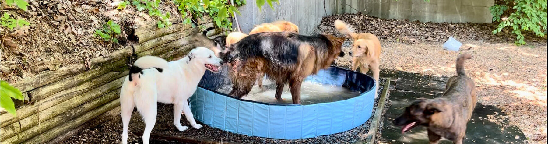 Dogs Playing at the Bark and Call Inn